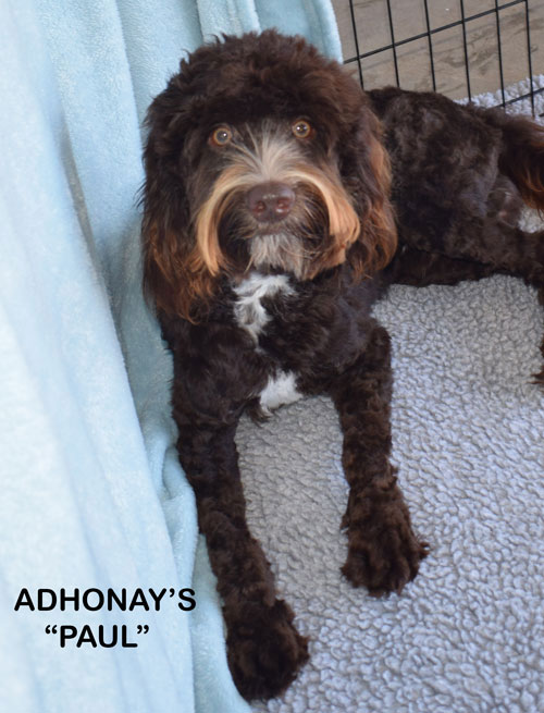 australian labradoodle
